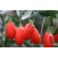 Goji Berry Bio (0002)